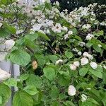 Cornus floridaЦветок