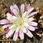 Crepis rubra Kvet