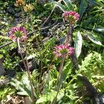 Bellis sylvestris Habitus