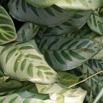 Calathea concinna Leaf