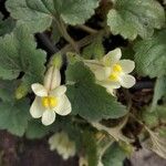 Asarina procumbens Kvet