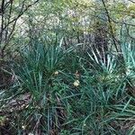 Yucca flaccida Leaf