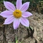 Dahlia merckii Flower