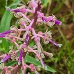 Ledebouria revoluta Цвят