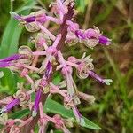 Ledebouria revoluta Flower