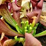 Sarracenia purpurea Lehti