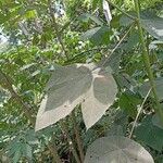Macaranga triloba Hoja