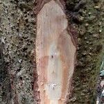Shirakiopsis elliptica Kabuk