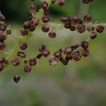 Urtica mairei Habitus