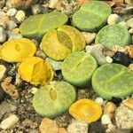 Lithops spp. 整株植物