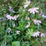 Lobelia chinensis Flower