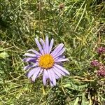 Aster alpinus Flower