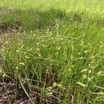 Carex vesicaria 形态