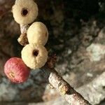 Ficus salicifolia Fruit