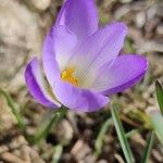 Crocus carpetanus Blüte