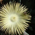 Cheiridopsis denticulata Flor