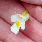 Pinguicula alpina Flor