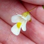 Pinguicula alpina Flor