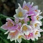 Allium narcissiflorum ফুল