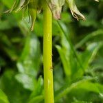 Taraxacum dissectum Кора