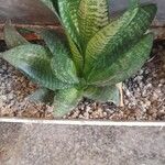 Sansevieria trifasciata Leaf