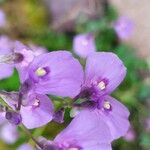 Utricularia dichotoma Flor