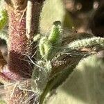 Salvia candelabrum 树皮