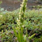 Platanthera hyperborea Floare