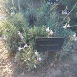Salvia lavanduloides