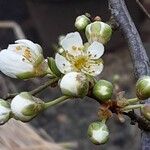 Prunus domestica Λουλούδι