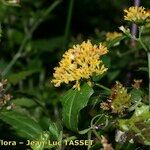 Senecio deltoideus Otro