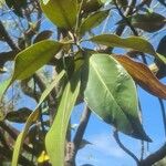 Lophostemon confertus Leaf