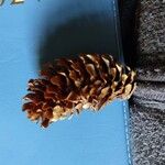 Picea sitchensisFruit