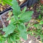 Salvia scrophulariifolia Leaf