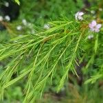 Diosma hirsuta 葉