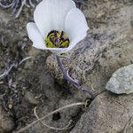 Calochortus bruneaunis Fiore