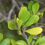 Ceriops tagal Flower