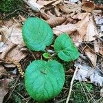 Viola rotundifolia 葉