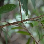 Alibertia edulis Bark