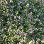 Plumbago europaea Habit
