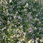 Plumbago europaea Natur