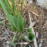 Tulipa spp. Foglia