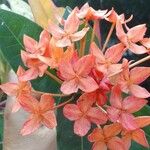 Ixora chinensisFlower