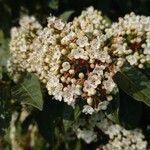 Viburnum rigidum Blomst