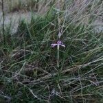 Dianthus pyrenaicus Blüte