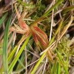 Juncus bulbosus Leaf