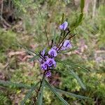 Hovea acutifoliaFlower