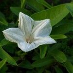 Ipomoea aquatica Kvet