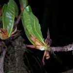 Ficus cahuitensis Drugo