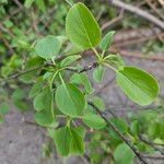 Rhamnus cathartica Feuille